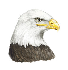 Cartoon eagle - head - illustration for children