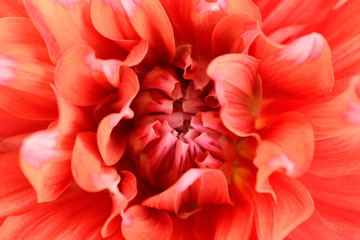 Closeup of red dahlia flower