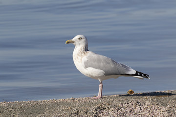 Bird sea gull standing at the Salton Sea