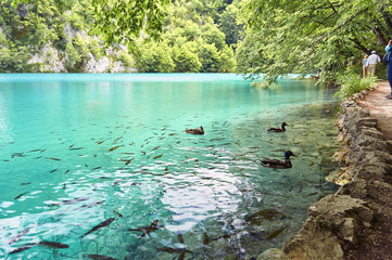 The floating ducks and lots of fish, Plitvice Lakes, Croatia