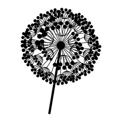 contour dandelion with stem and pistil closeup vector illustration