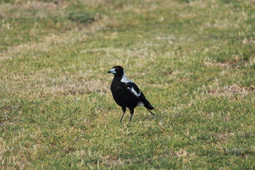 Australian bird