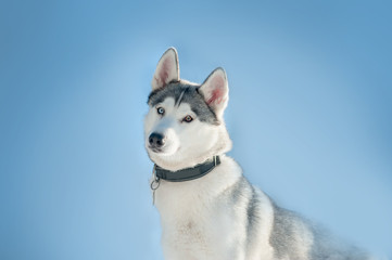 husky dog curious face on blue sky background