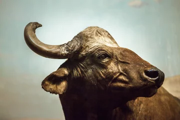 Foto op Canvas Close up portrait of cape buffalo head and horn © redchanka