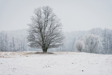Zimowy krajobraz (Winter Landscape)