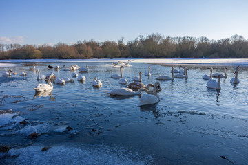 Schwäne im Fluss bei Munchhausen mit zwei Schwänen die gerade im Wasser landen