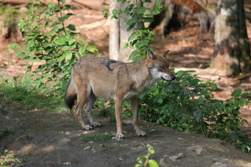 Wolf