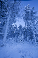Las w zimie 
