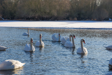 Schw&auml;ne in V Formation - Munchhausen