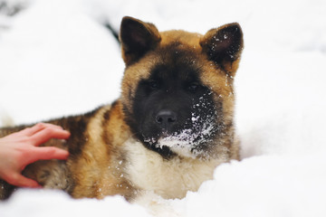 The portrait of an American Akita puppy in winter