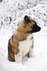 Fototapeta premium American Akita puppy sitting in a snow in winter forest