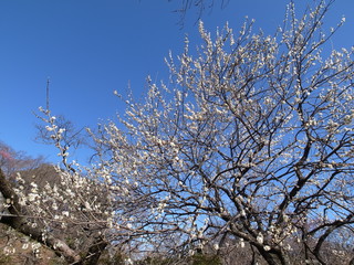 梅の花