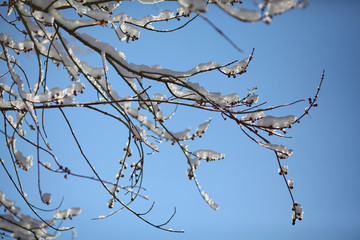 winter snow branches of tree on a blue sky background