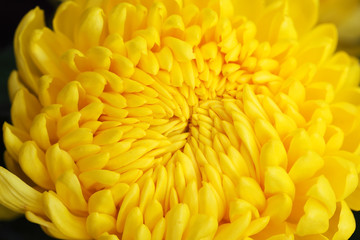 close up of yellow dahlia flower as background.