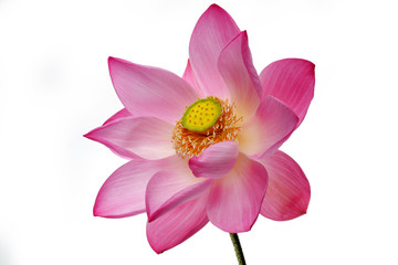 Fototapeta premium blooming lotus flower isolated on white background.