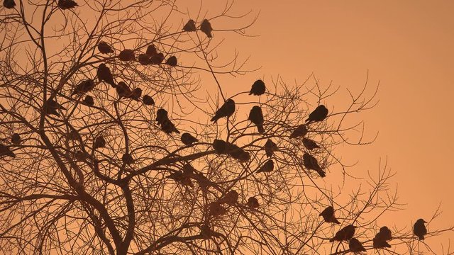 sunset crows flock of nature birds sitting on the tree winter cold