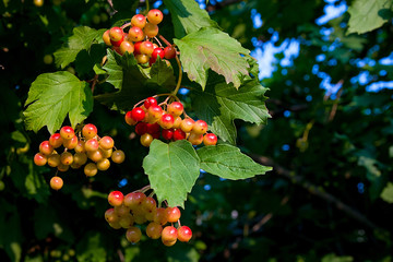 Close up of bunches of red berries of a Guelder rose or Viburnum