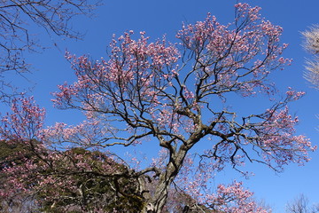 梅の花