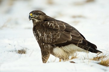 Common buzzard, Buteo buteo - Accipitridae. Buzzard . Predator bird walking on snow. Europe, country Slovakia- Wildlife.