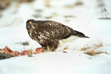 Common buzzard, Buteo buteo - Accipitridae. Buzzard . Predator bird walking on snow and Feeding...