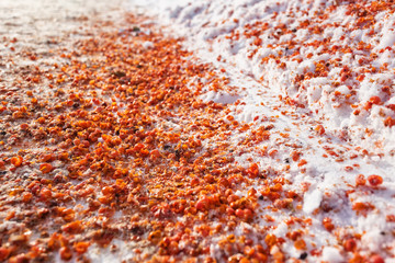 rowan berries lie on the snow on the ground crushed