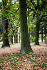 Fototapeta premium Deutscher Eichenwald