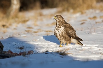 Common buzzard, Buteo buteo - Accipitridae. Buzzard . Predator bird walking on snow. Europe, country Slovakia- Wildlife.