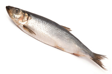 Herring