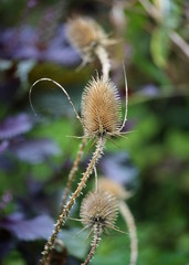 A Hike Through The Forest