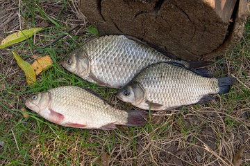 Several crucian fish  or Carassius on green grass. Catching fres