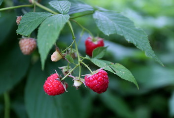 Berries: strawberries, blueberries, raspberries, cherries