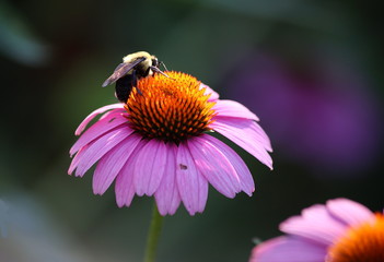 Butterflies and Bees in a Garden