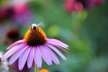 Butterflies and Bees in a Garden