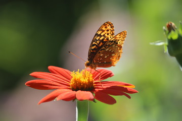 Fototapeta premium Butterflies and Bees in a Garden