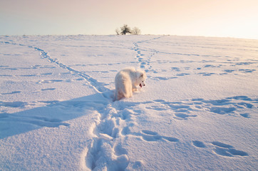Samoyed dog on snowy field