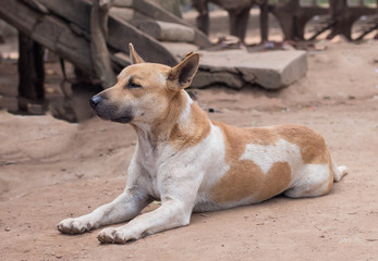 dog Thailand
