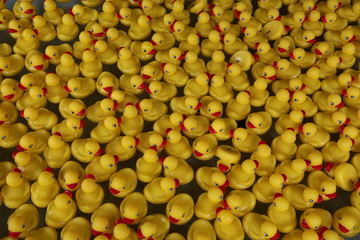 Rubber Duckies 