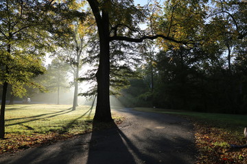 Obraz premium A Hike Through The Forest