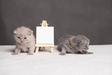 Kociaki - obrazy, fototapety, plakaty