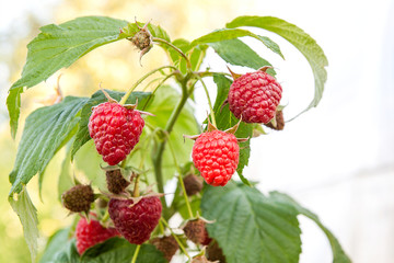 Close up of the ripe and unripe raspberry in the fruit garden. G