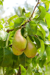Shiny delicious pears hanging from a tree branch in the orchard.