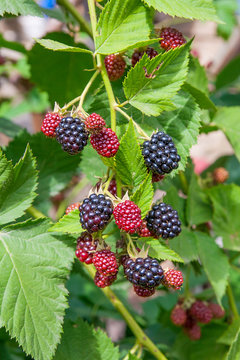 Close up view of a bunch of blackberry. Ripening of the blackber