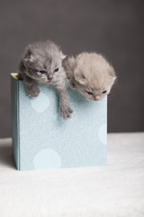Kociaki w pudełku 