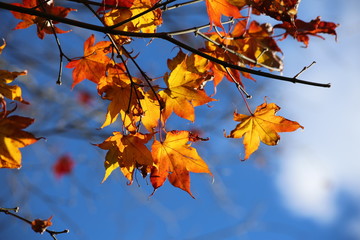 Beautiful Autumn Day and Fall Foilage