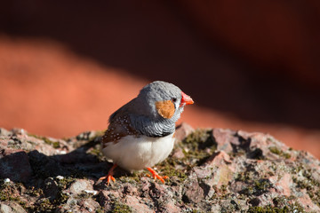 Mandarin d'Australie