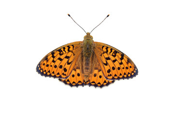 Großer Perlmutterfalter (Argynnis aglaja), freigestellt 