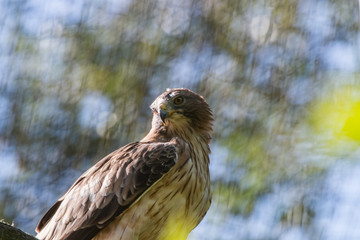 Aigle royal