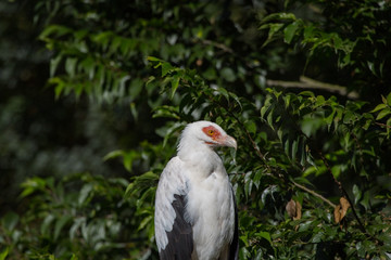 Pygargue vocifer