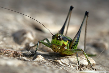 Close up of grasshopper sitting on rock. Monster lookalike. Shallow depth of field.