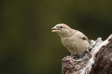 PaPasser domesticus- House sparrow.  House sparrow sitting on a branch. Green background.sser...